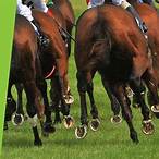 sports bet horses